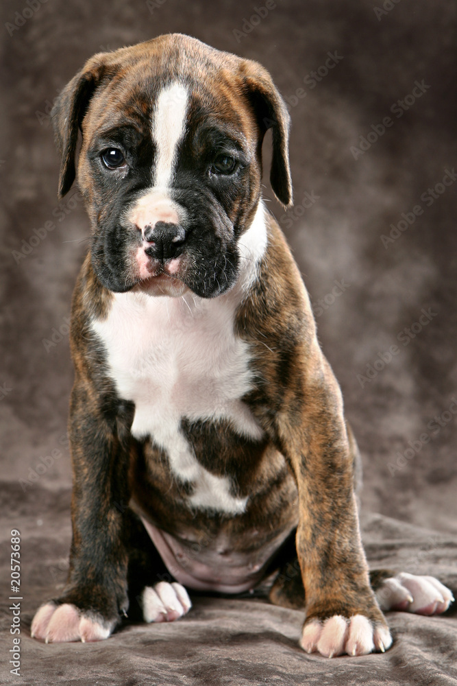 perro boxer