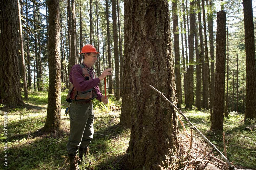 Forester in a Pacific Northwest forest Forester in a Pacific Northwest forest