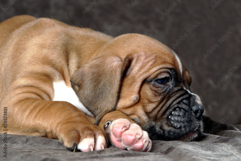 Fototapeta premium perro boxer