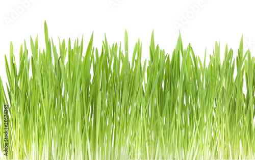 Green grass close up, on white background