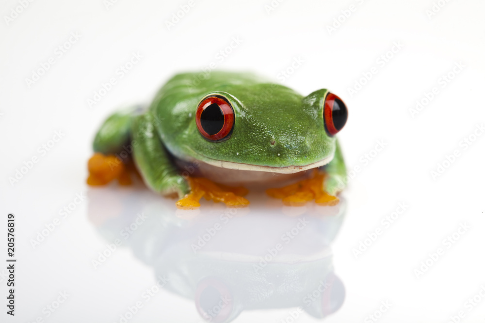 Obraz premium Green animal