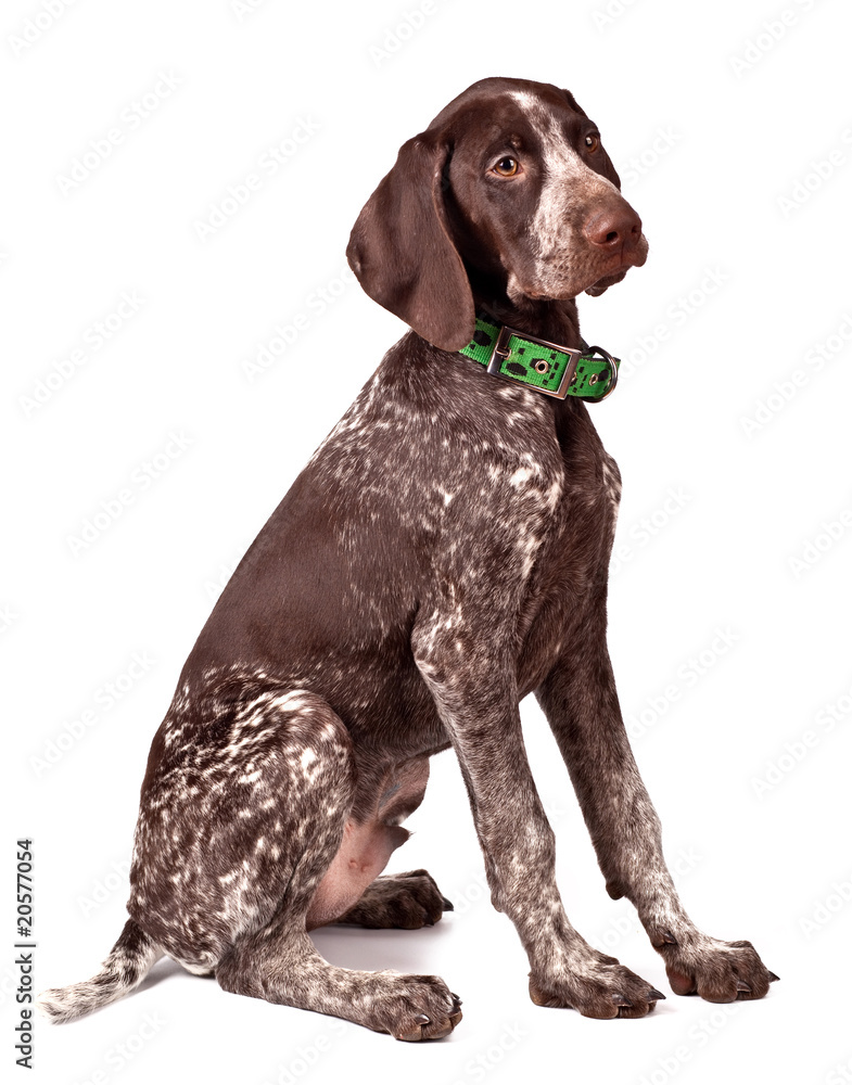 German shorthaired  pointer sits on white