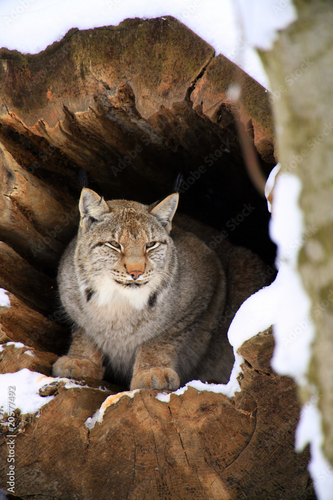 Luchs Luchs
