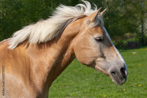 Pferd frei auf Wiese © Sven Cramer