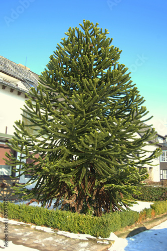 araucaria