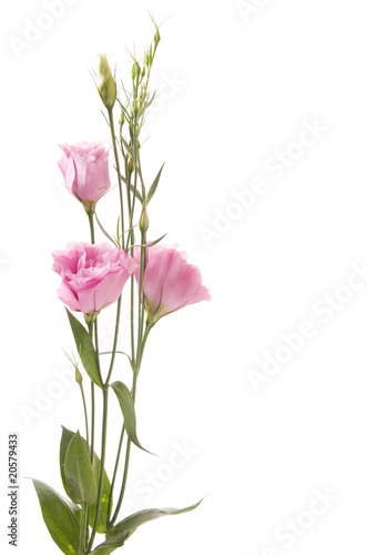a fragment of flowers isolated on white