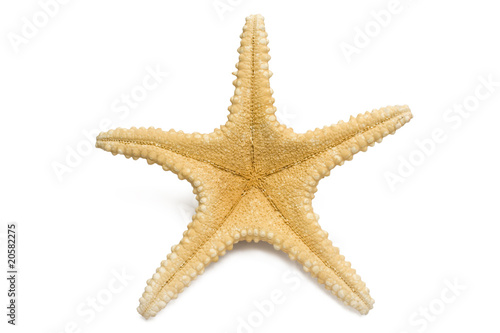 one Big starfish isolated in white background