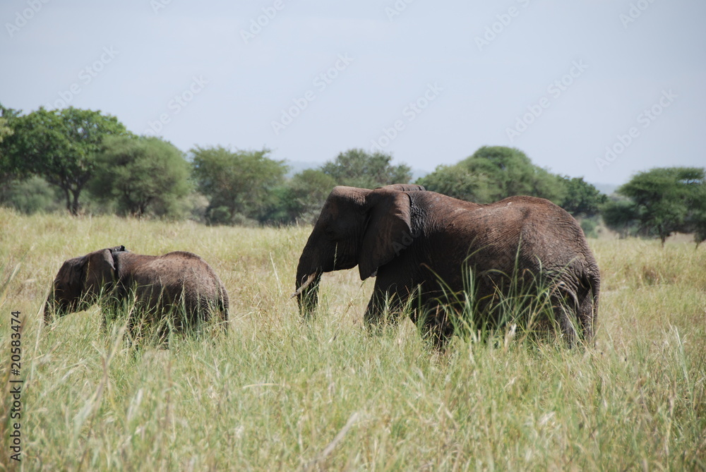 Elefant Elefant