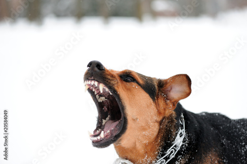 angry dog with bared teeth