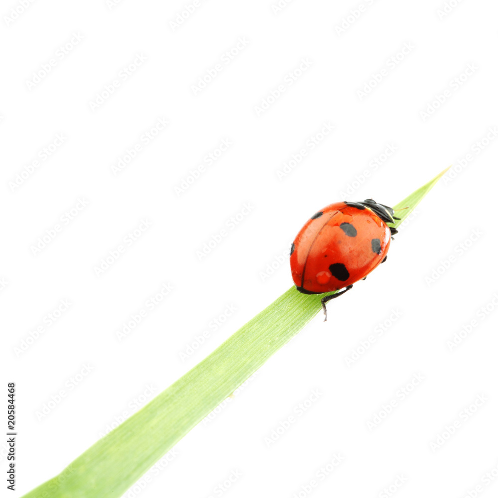 Fototapeta premium ladybug on grass