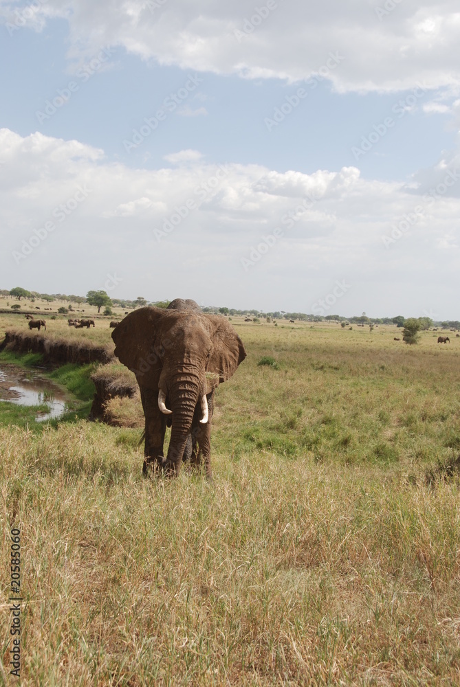 Naklejka premium Elefant