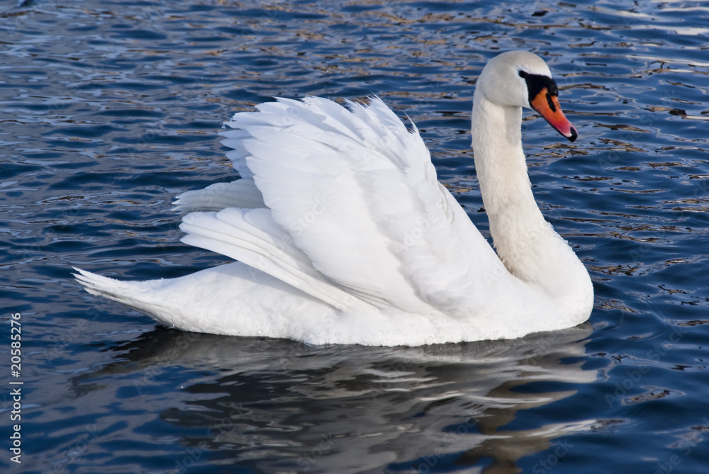 Naklejka premium white swan