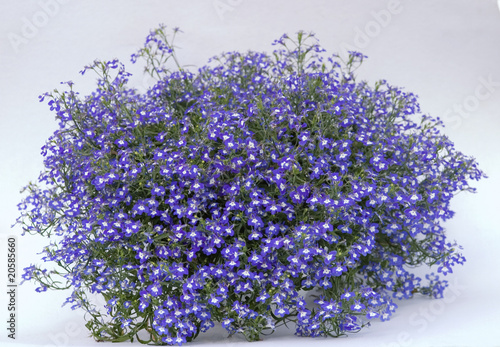 lobelia