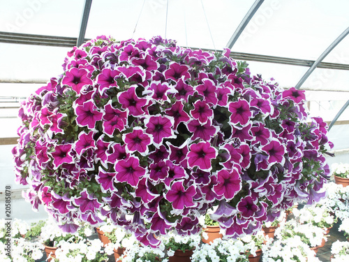 petunia hängepetunia