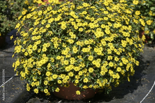 sanvitalia husarenknopf