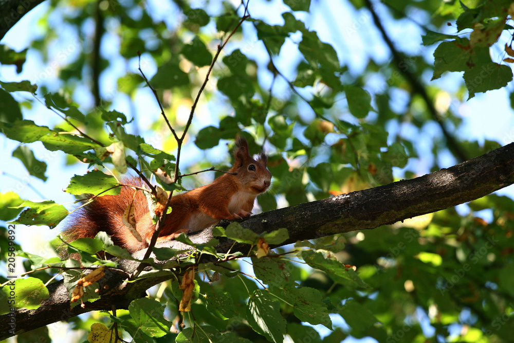 Eurasian red squirrel Eurasian red squirrel