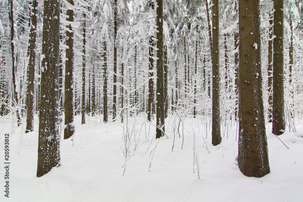 Winterwald Winterwald