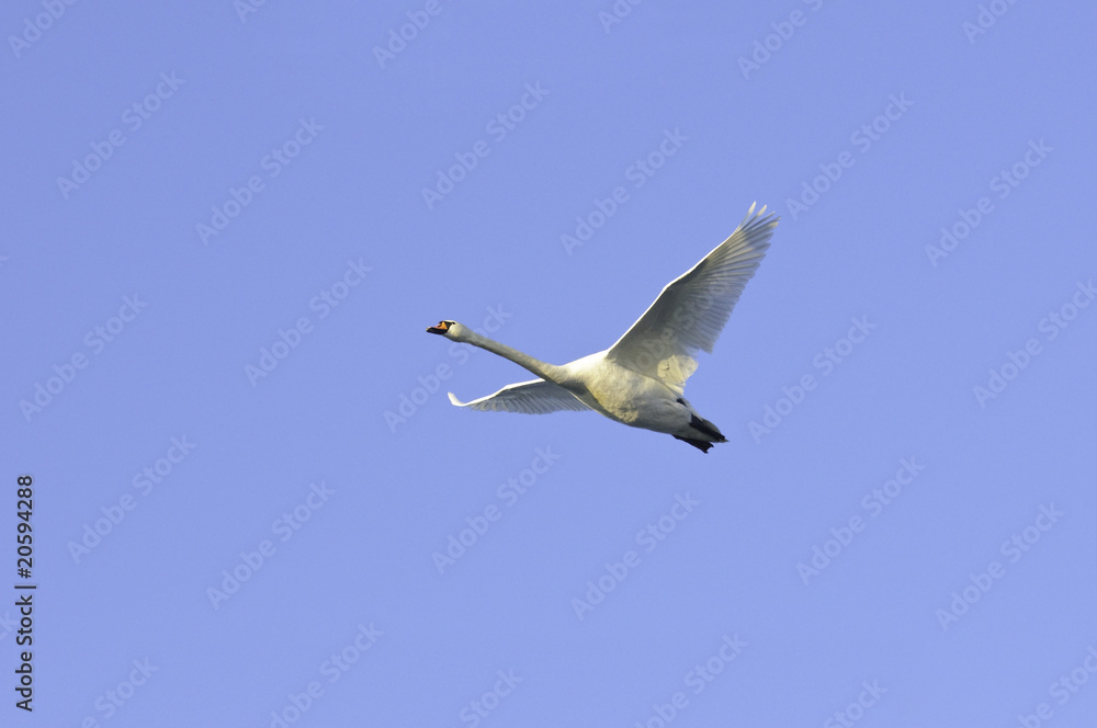 Schwan fliegt elegant am blauen wolkenlosen Himmel Schwan fliegt elegant am blauen wolkenlosen Himmel