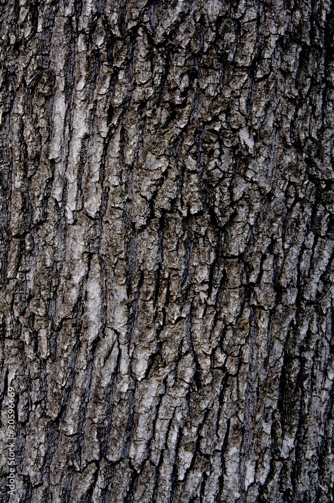 Wooden bark background Wooden bark background