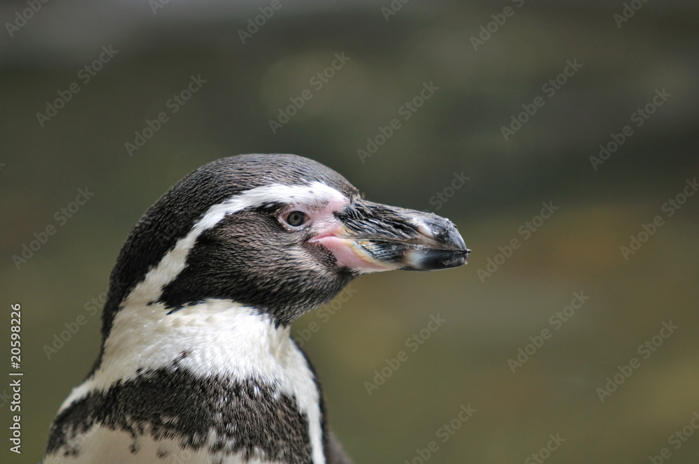 Fototapeta premium ペンギンのポートレート