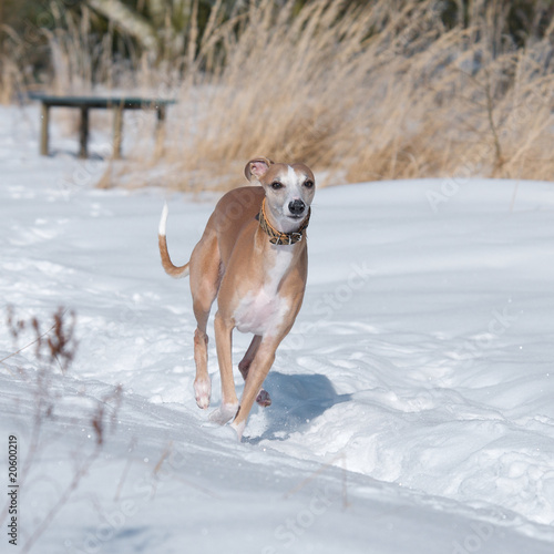 Fototapeta Naklejka Na Ścianę i Meble -  Schöner schneller Hund im Schnee