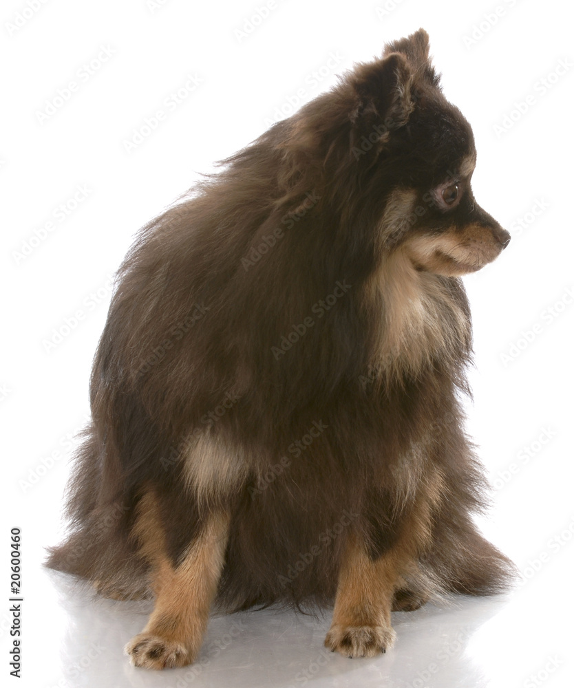pomeranian looking away pomeranian looking away