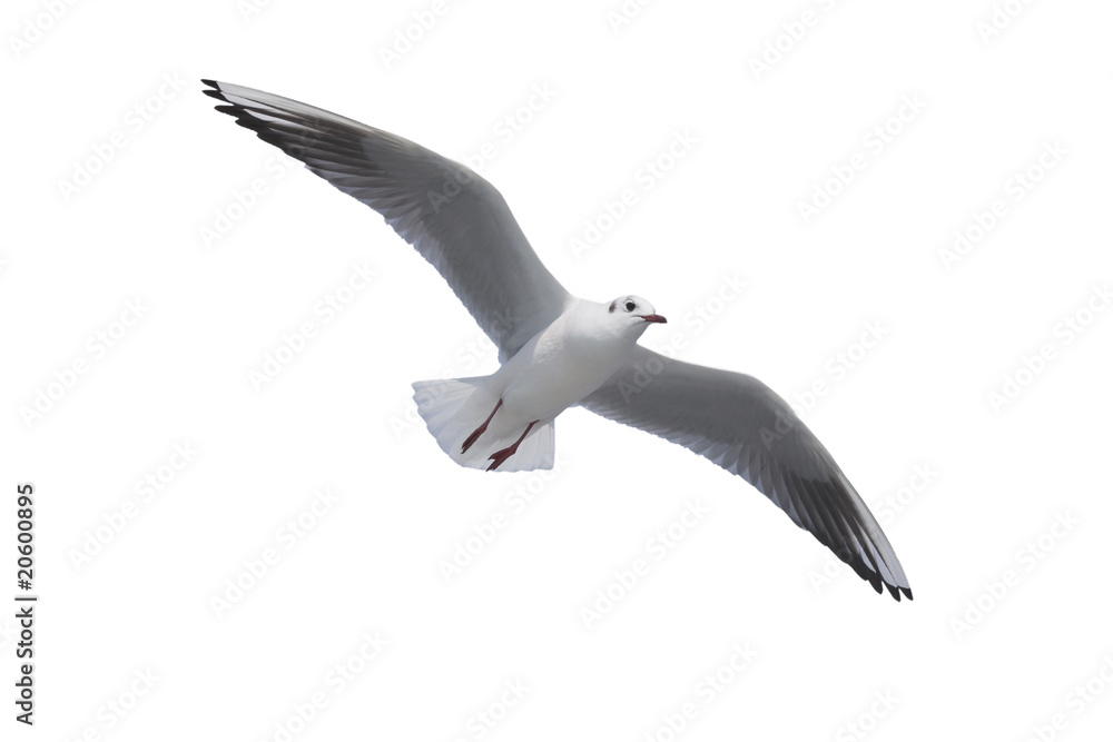 Naklejka premium 白い背景で分離された飛行カモメ