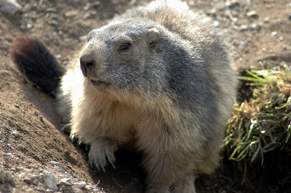 marmotta