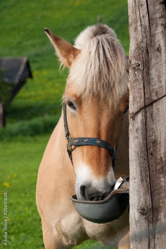 Obraz premium Pferd trinkt