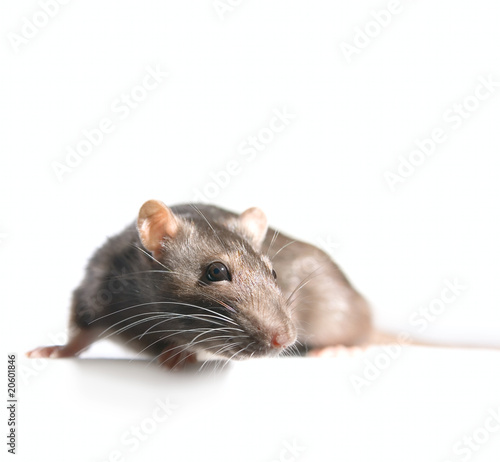 Small Rat