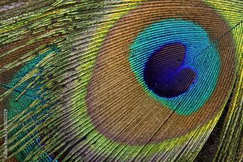 Beautiful Peacock eye background © sneekerp