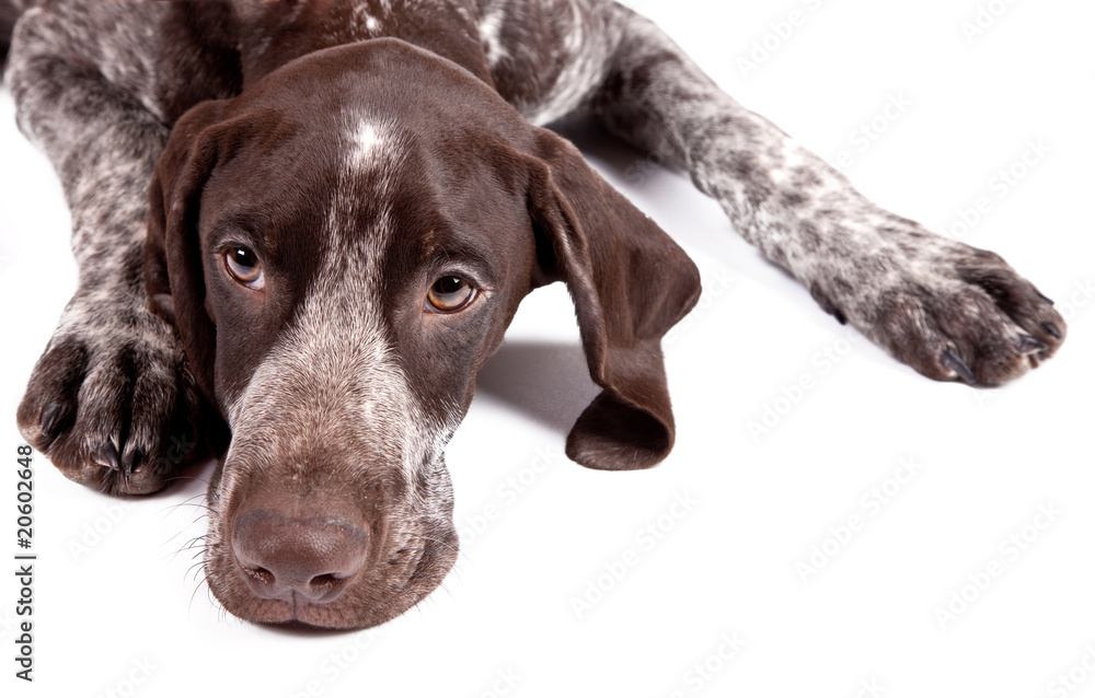 German short-haired pointer - sad hunter dog German short-haired pointer - sad hunter dog
