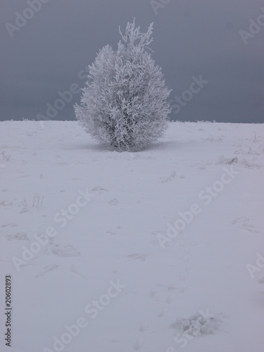 Snowy bush, alone in the field
