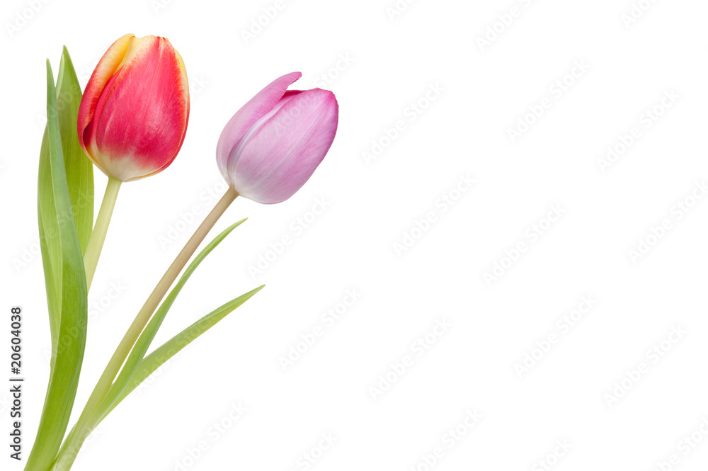 colorful spring tulips colorful spring tulips