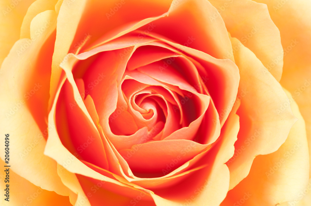 Obraz premium beautiful orange rose