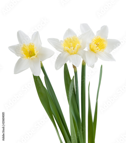 Beautiful springtime narcissus