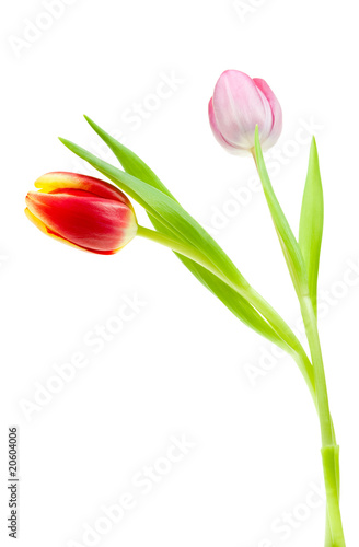 colorful spring tulips