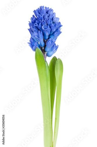 Beautiful hyacinth isolated