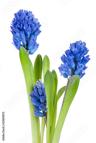 Beautiful hyacinth isolated