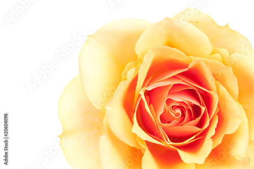 beautiful orange rose