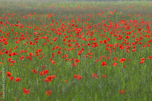 Field of Poppies in green gras © Sternstunden