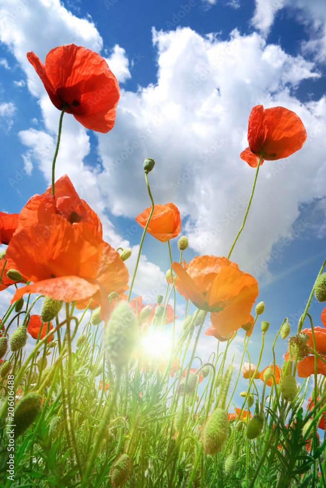 Obraz premium Poppies composition