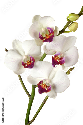 Orchid  e blanc