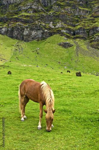 Iclandic horse photo