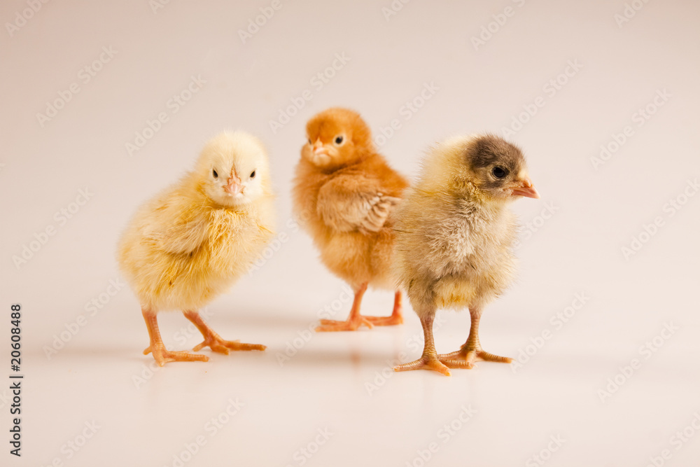 Chicken Chicken