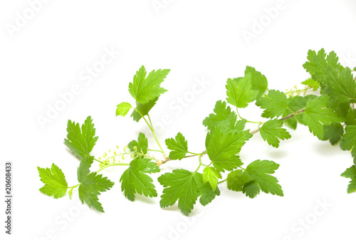Fresh green blackcurrant branch isolated on white background