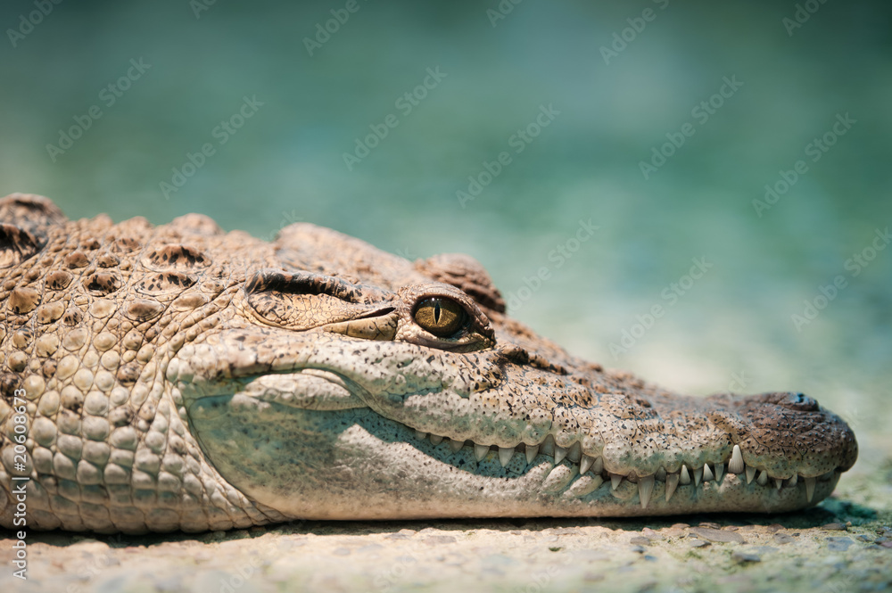 Obraz premium Philippine crocodile