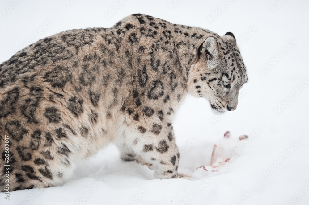 Naklejka premium Snow leopard (lat. Uncia uncia)