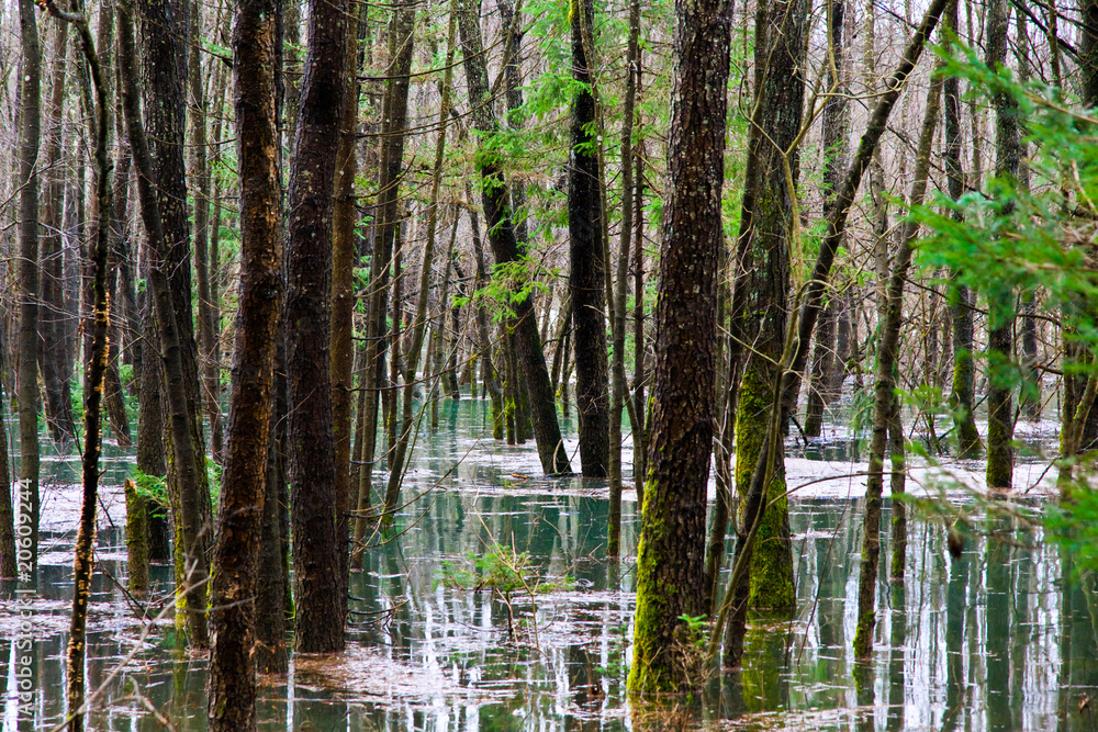 Obraz premium Flooded Forest