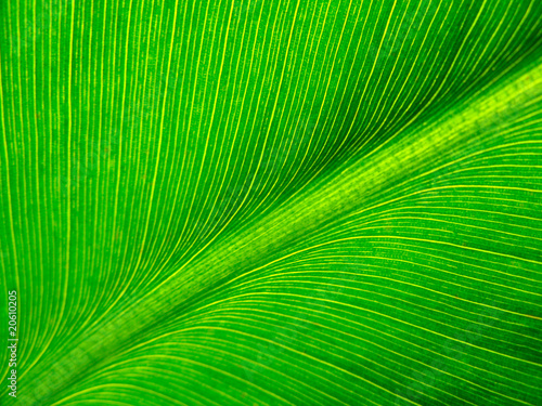 Bananenblatt - banana leaf
